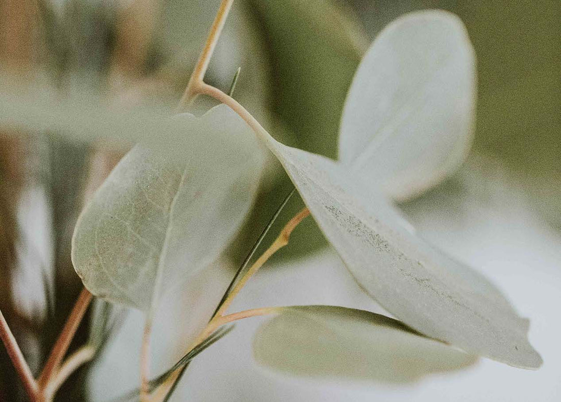 How To Make It Through The Wilderness Season