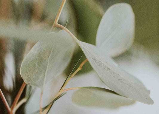 How To Make It Through The Wilderness Season